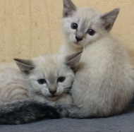 Kitten, Katzenbaby, Siam-Mix