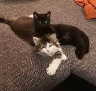Kitten, Katzenbabys