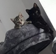 Kitten, Katzenbabys